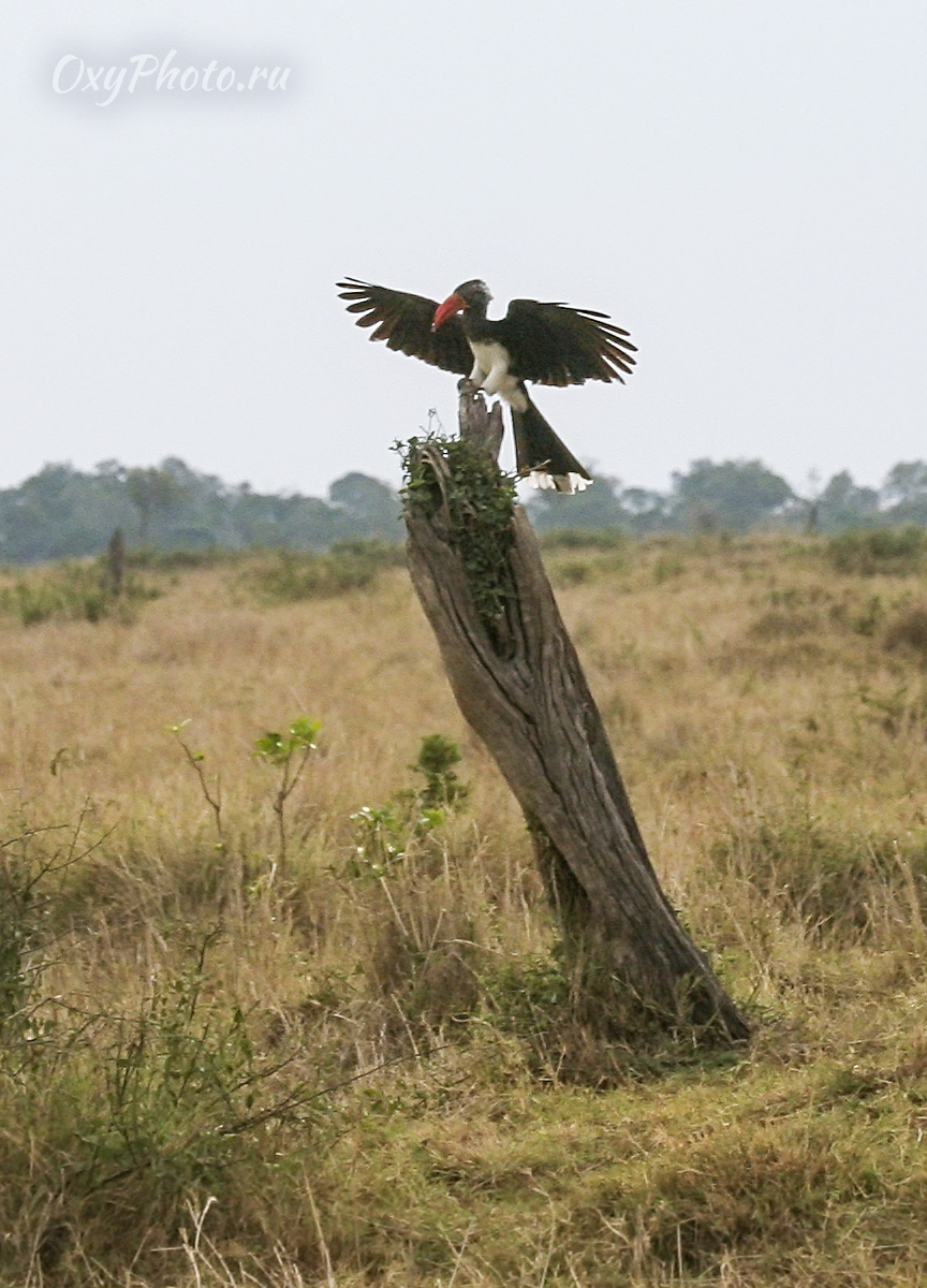 Венценосный токо (Tockus alboterminatus)