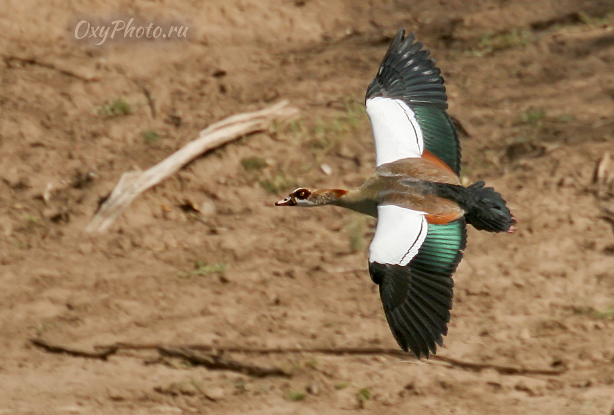 Гусь египетский (Chaenolopex aegyptiaca)