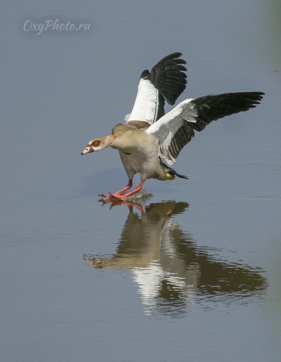 Гусь египетский (Chaenolopex aegyptiaca)
