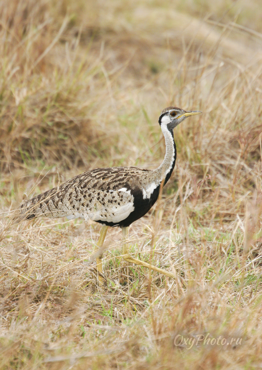 Чернобрюхая малая дрофа (Eupodotis melanogaster)