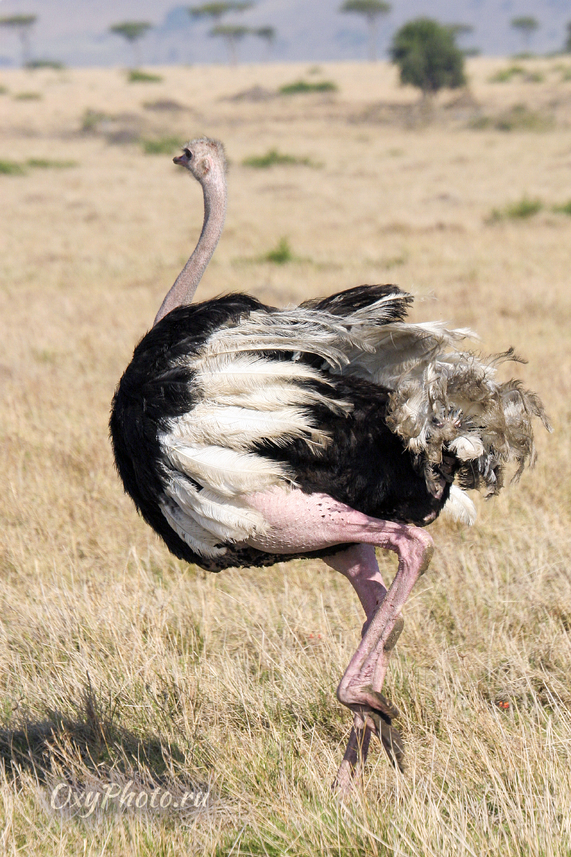 Страус  африканский (Struthio camelus)