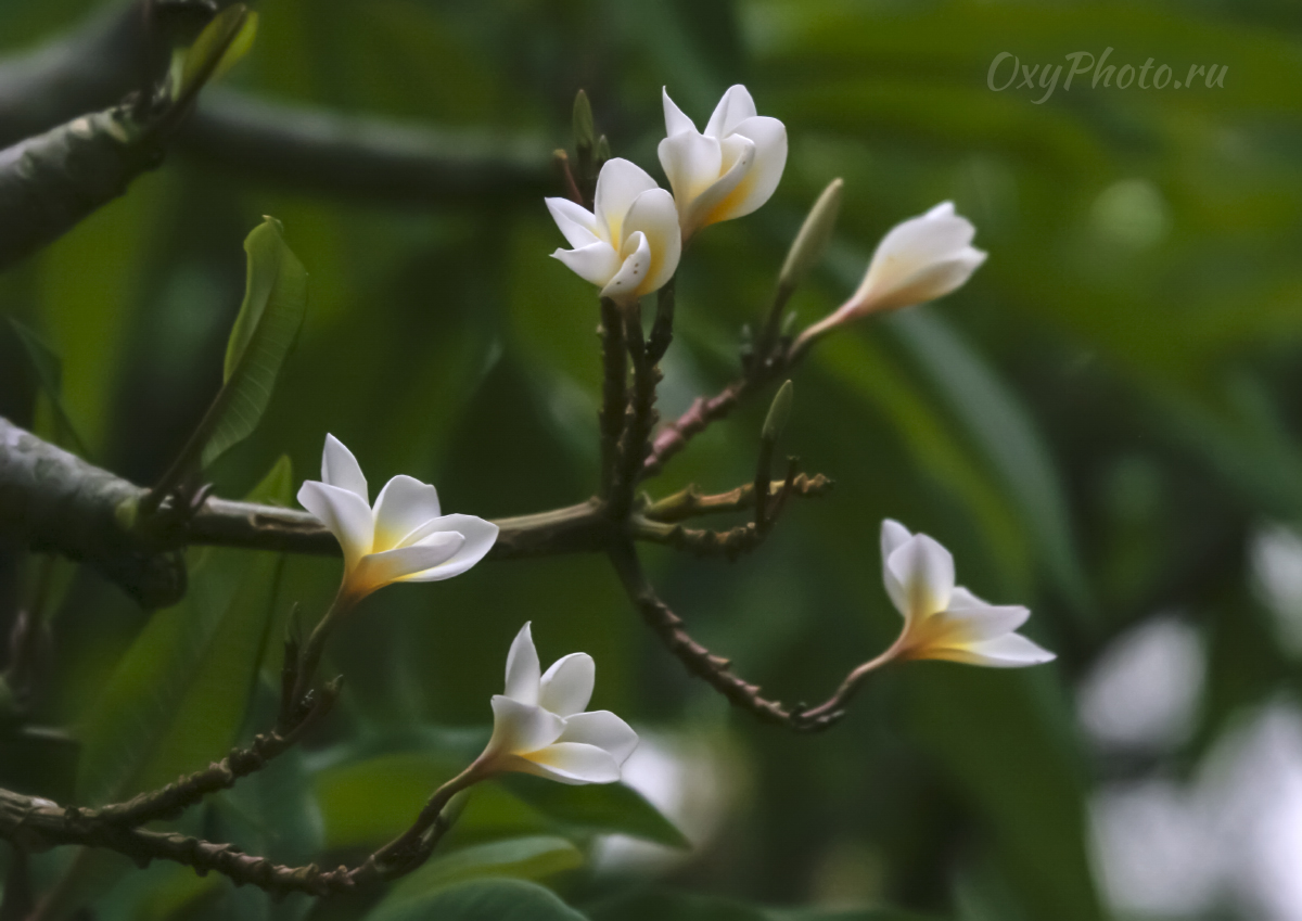 Плюмерия тупая (Plumeria obtusa)