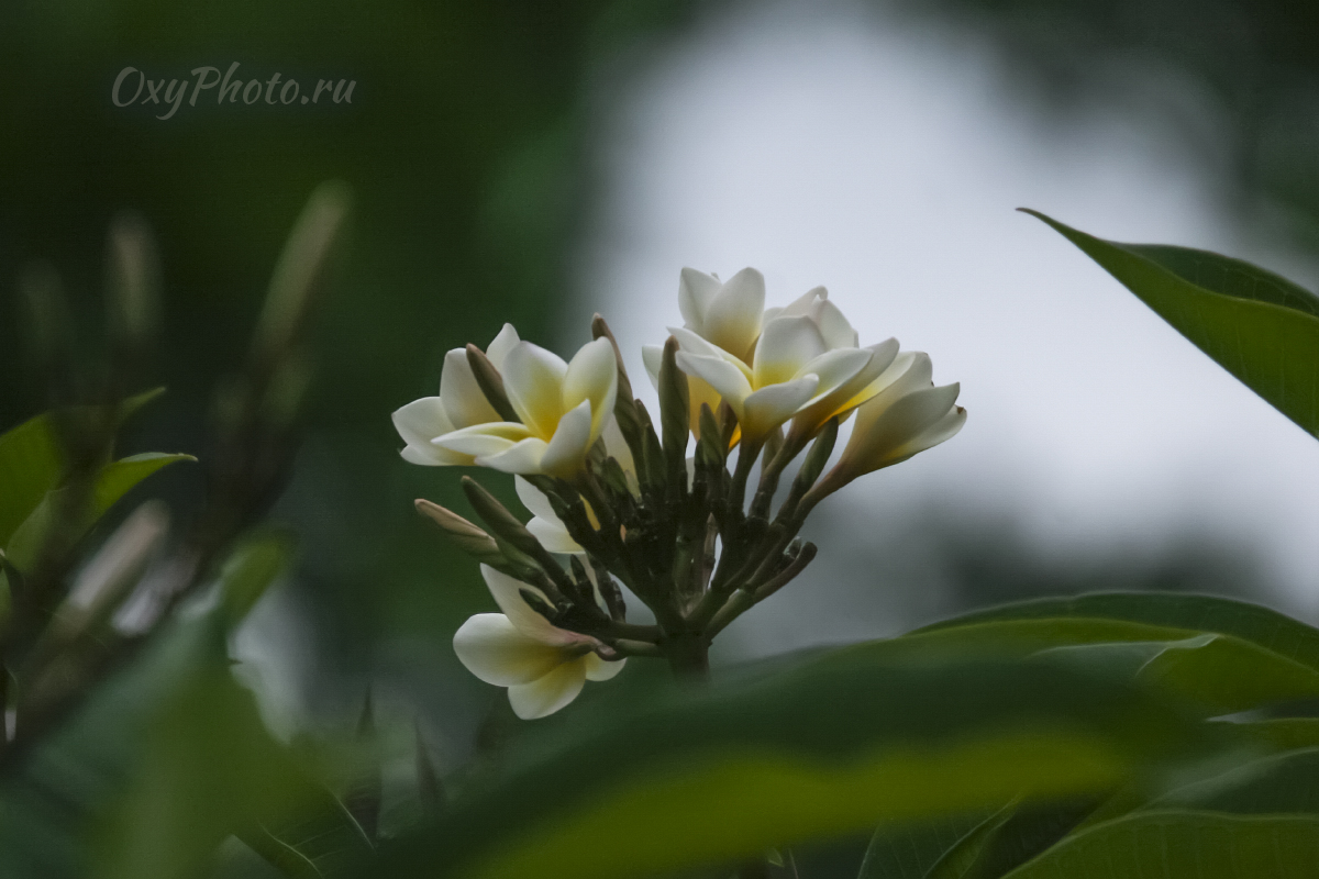 Плюмерия тупая (Plumeria obtusa)