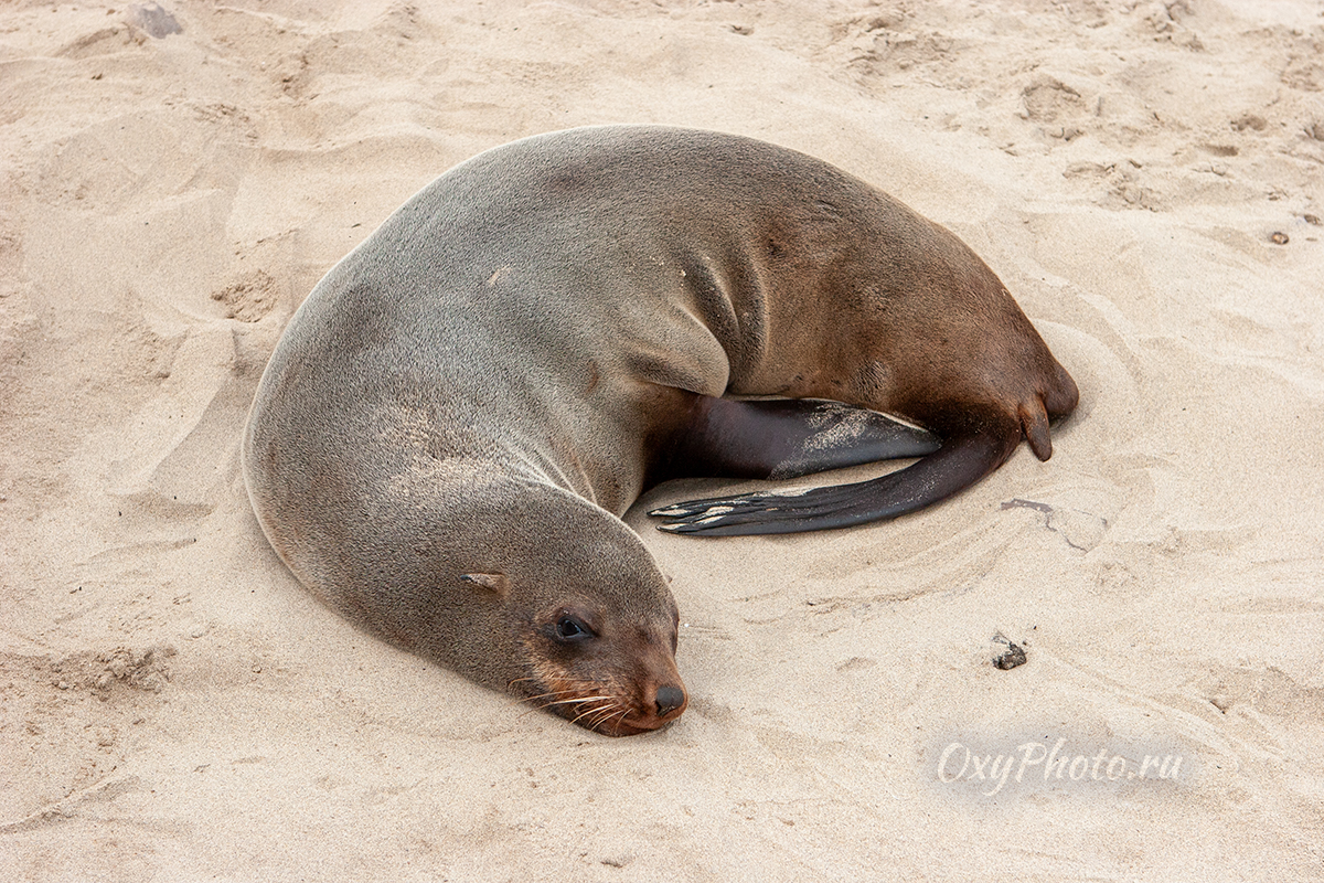 Детские сны...