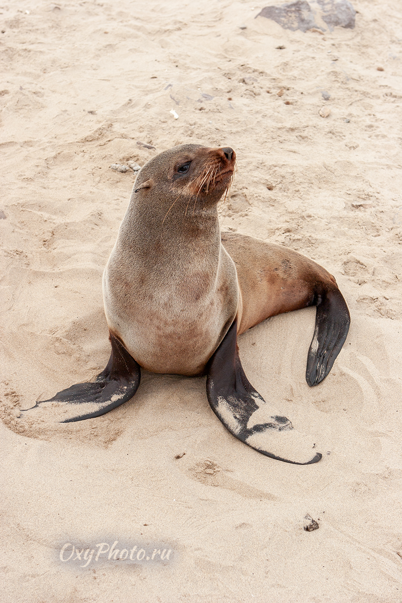 Детские сны...