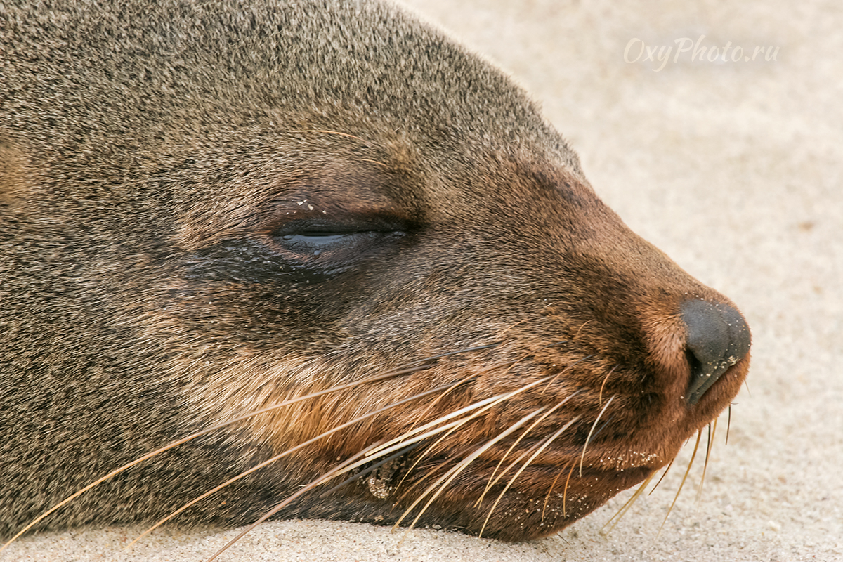 Детские сны...