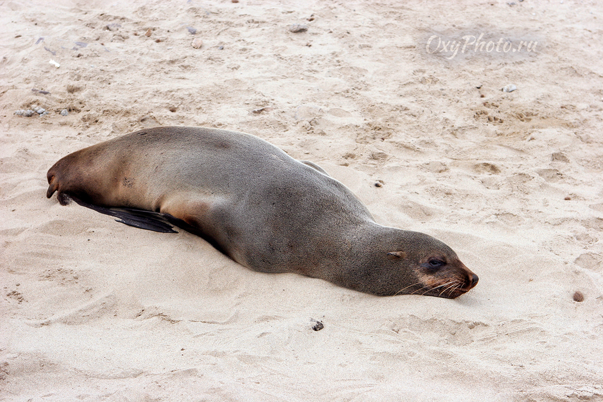 Детские сны...