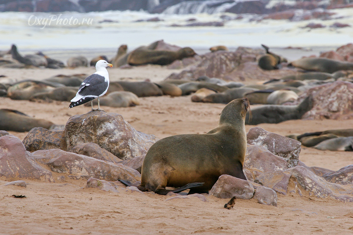 Детские сны...
