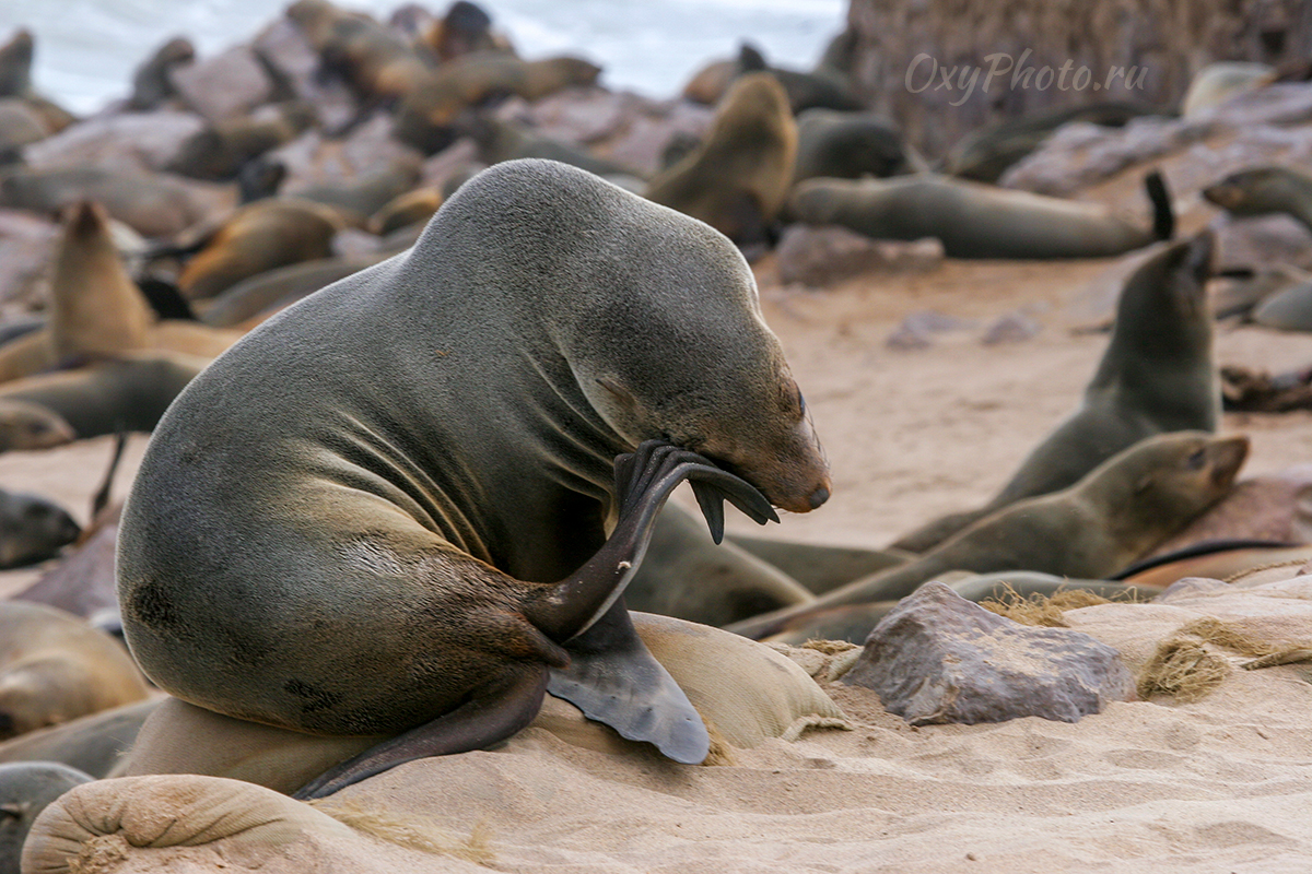 Детские сны...