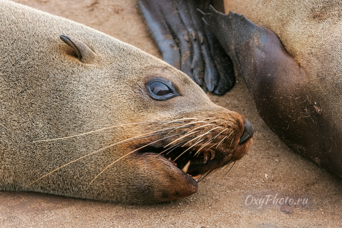 Детские сны...