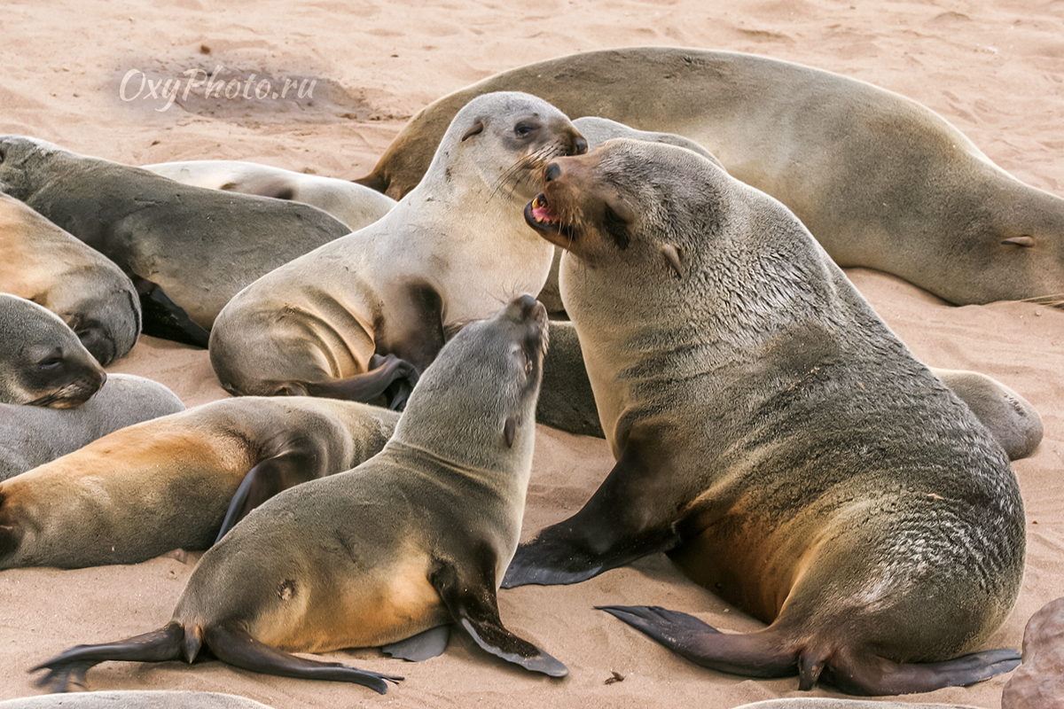 Детские сны...