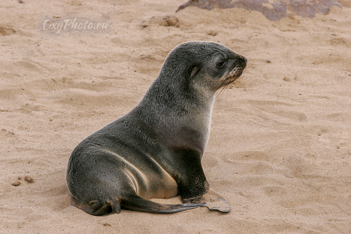 Детские сны...