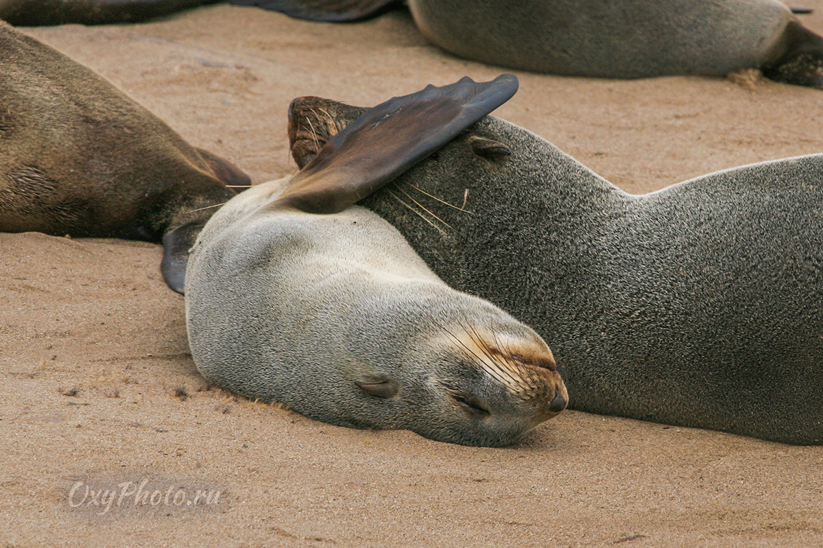 Детские сны...