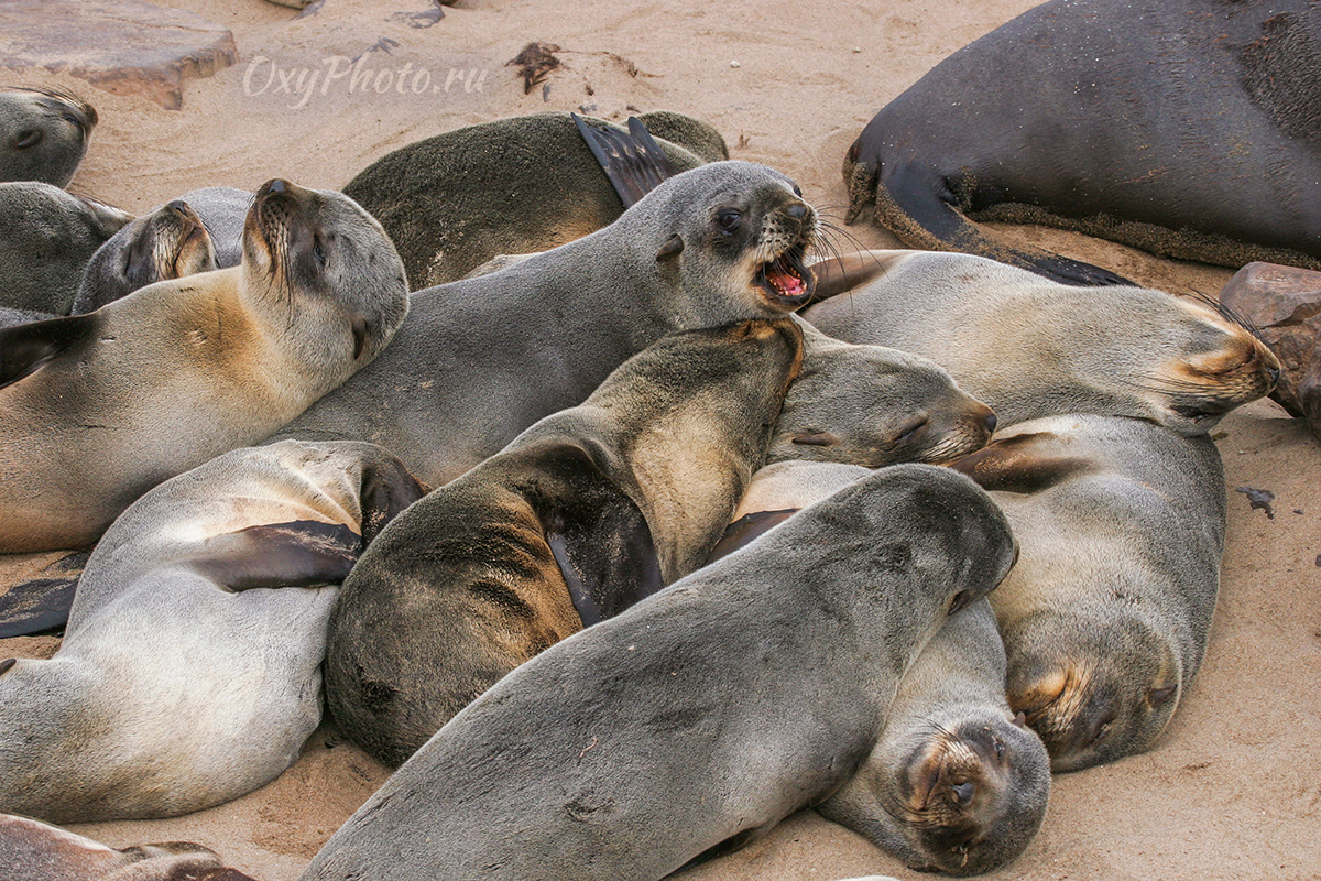 Детские сны...