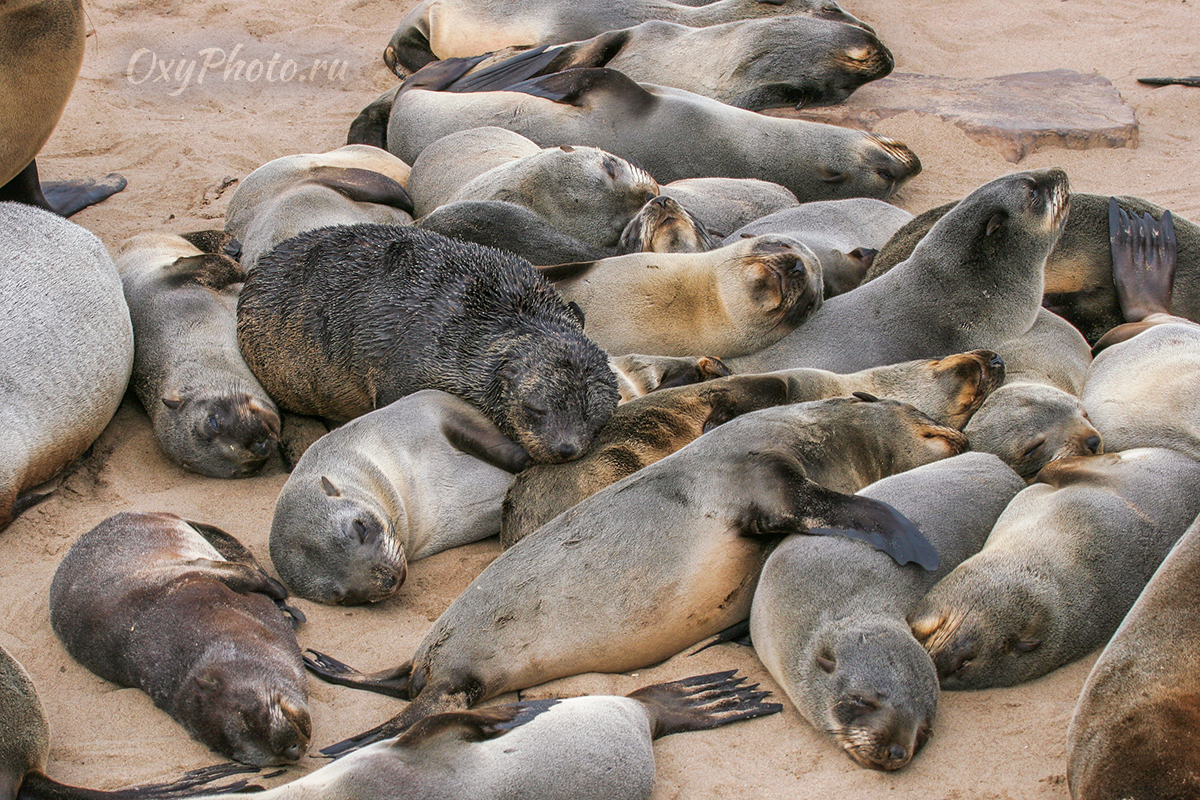 Детские сны...
