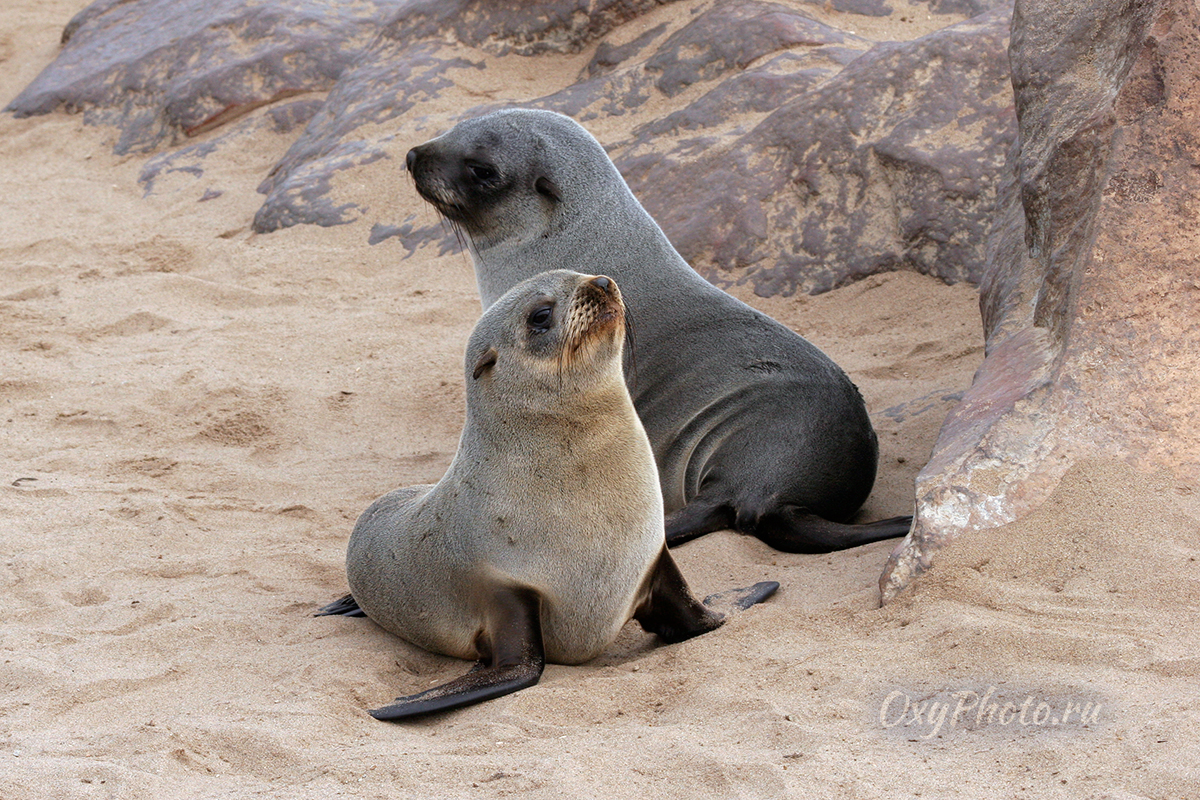 Детские сны...