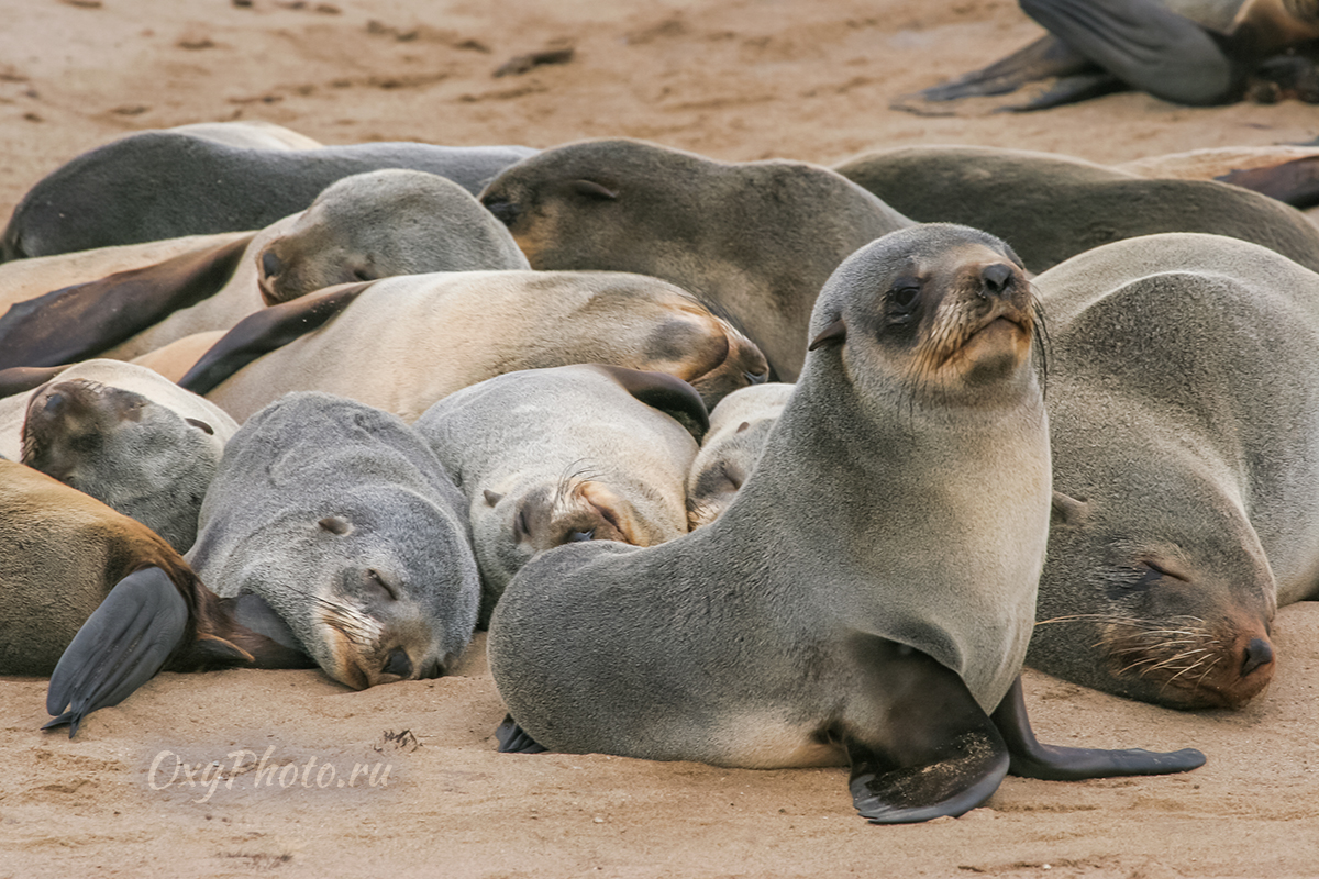 Детские сны...