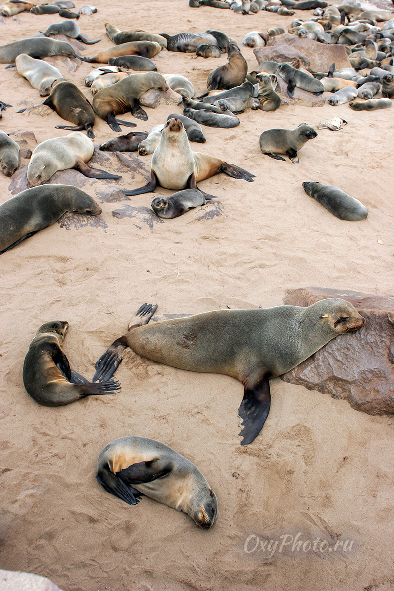 Детские сны...