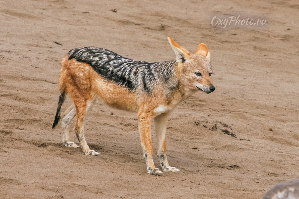 Детские сны...