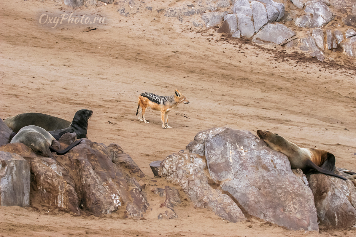 Детские сны...