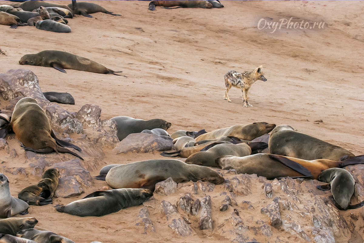 Детские сны...
