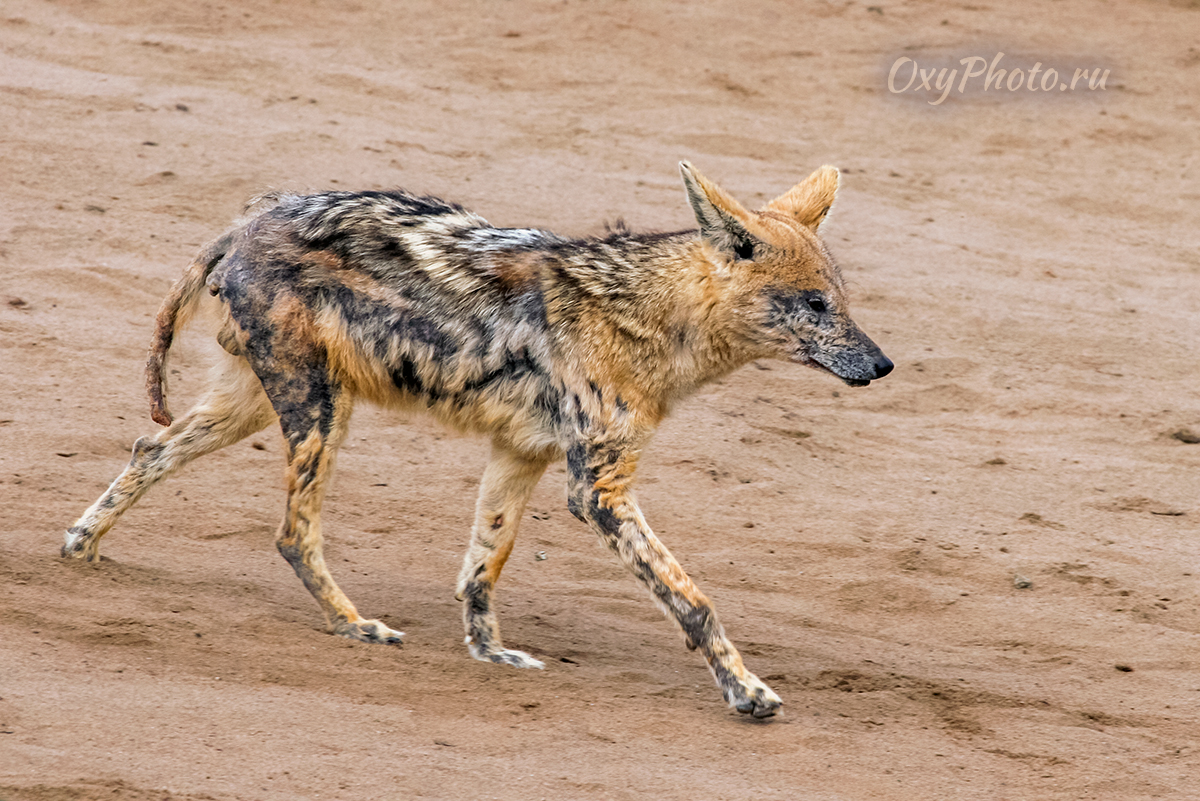 Детские сны...