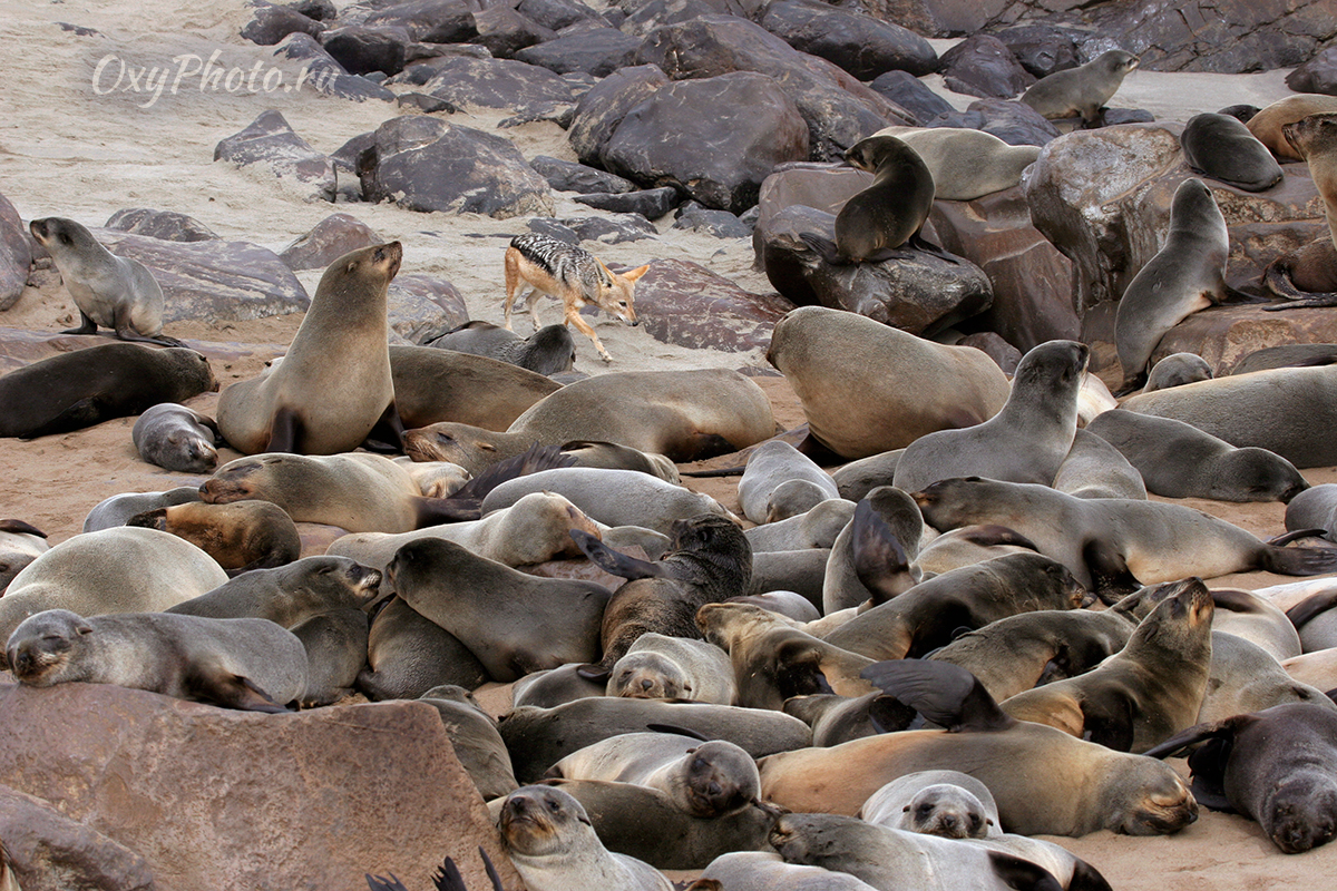 Детские сны...